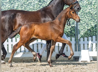 Westphalien, Jument, Poulain (06/2025), Bai brun