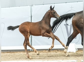 Westphalien, Jument, Poulain (04/2024), Bai brun