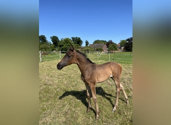 Westphalien, Jument, Poulain (04/2025), Bai brun