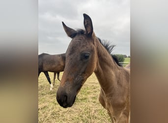 Westphalien, Jument, Poulain (04/2025), Bai brun