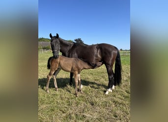 Westphalien, Jument, Poulain (04/2025), Bai brun