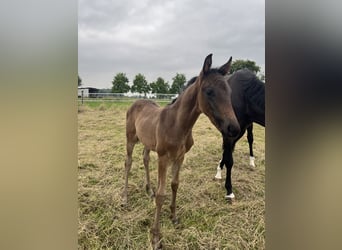 Westphalien, Jument, Poulain (04/2025), Bai brun