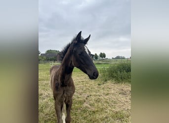 Westphalien, Jument, Poulain (04/2025), Bai brun