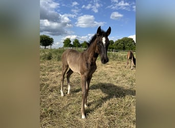 Westphalien, Jument, Poulain (04/2025), Bai brun