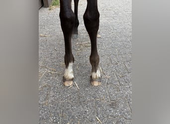 Westphalien, Jument, Poulain (05/2026), Bai brun