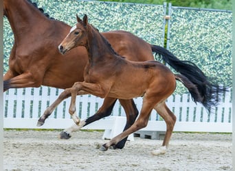 Westphalien, Jument, Poulain (03/2026), Bai brun