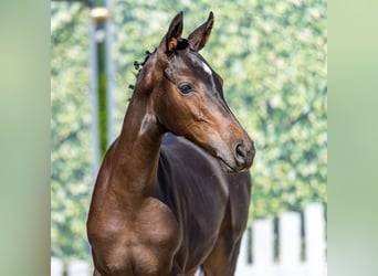 Westphalien, Jument, Poulain (04/2026), Bai brun