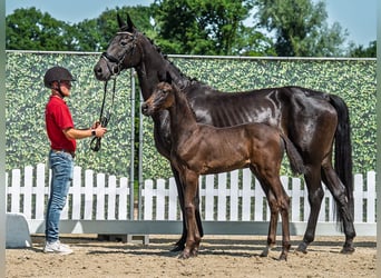 Westphalien, Jument, Poulain (05/2025), Bai brun foncé
