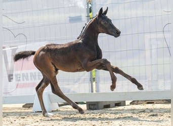 Westphalien, Jument, Poulain (06/2024), Bai brun foncé