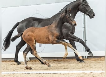 Westphalien, Jument, Poulain (03/2024), Bai brun foncé