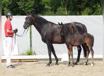 Westphalien, Jument, Poulain (06/2024), Bai brun foncé