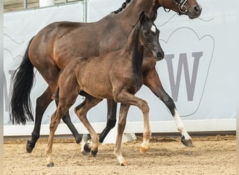 Westphalien, Jument, Poulain (04/2024), Bai brun foncé