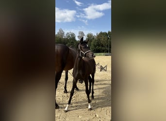 Westphalien, Jument, Poulain (05/2026), Bai brun foncé
