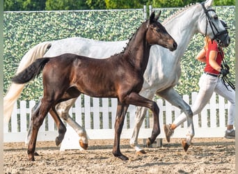 Westphalien, Jument, Poulain (04/2025), Bai brun foncé