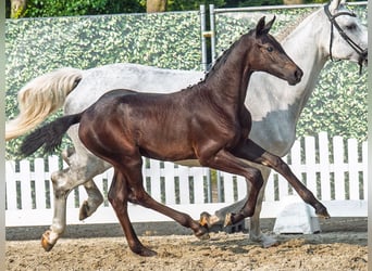 Westphalien, Jument, Poulain (04/2025), Bai brun foncé