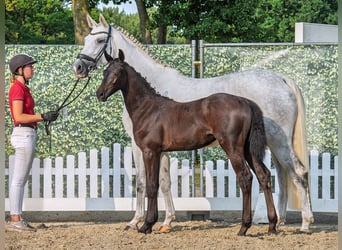 Westphalien, Jument, Poulain (04/2025), Bai brun foncé
