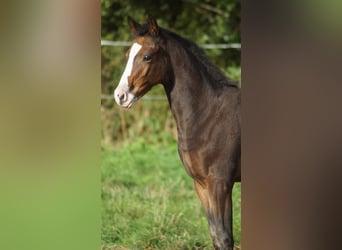 Westphalien, Jument, Poulain (05/2026), Bai