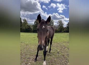 Westphalien, Jument, Poulain (05/2025), Bai