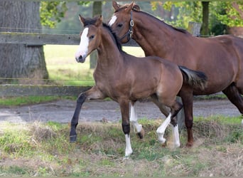 Westphalien, Jument, Poulain (05/2026), Bai
