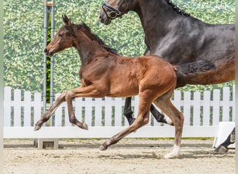 Westphalien, Jument, Poulain (03/2026), Bai