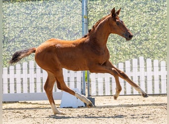 Westphalien, Jument, Poulain (04/2026), Bai