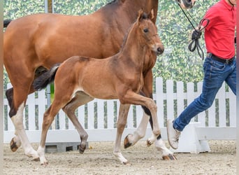 Westphalien, Jument, Poulain (04/2026), Bai