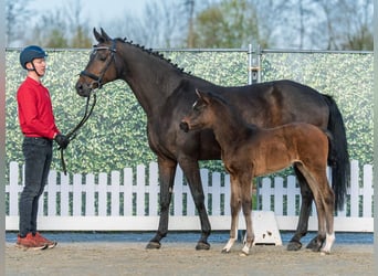 Westphalien, Jument, Poulain (02/2026), Bai