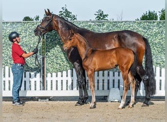 Westphalien, Jument, Poulain (05/2025), Bai