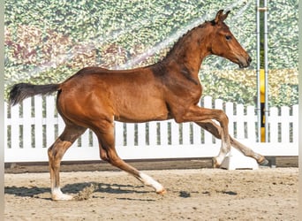 Westphalien, Jument, Poulain (05/2025), Bai