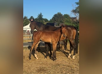 Westphalien, Jument, Poulain (03/2026), Bai