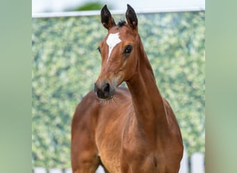 Westphalien, Jument, Poulain (04/2026), Bai