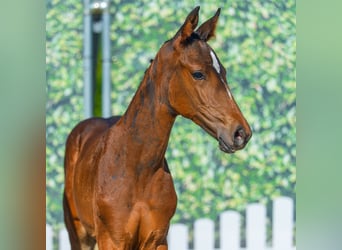 Westphalien, Jument, Poulain (06/2026), Bai