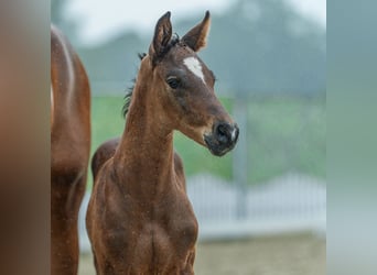 Westphalien, Jument, Poulain (06/2026), Bai