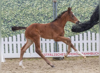 Westphalien, Jument, Poulain (06/2026), Bai