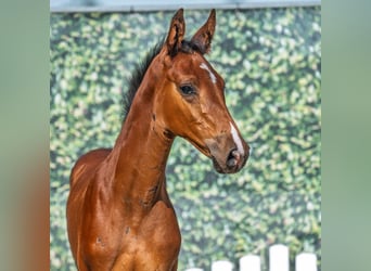 Westphalien, Jument, Poulain (06/2025), Bai
