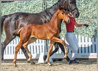 Westphalien, Jument, Poulain (06/2025), Bai