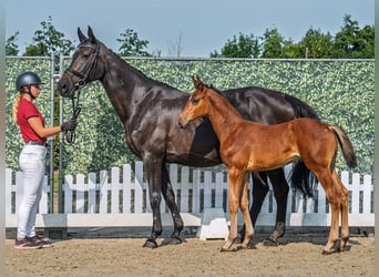 Westphalien, Jument, Poulain (06/2025), Bai