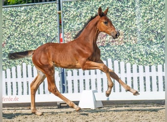 Westphalien, Jument, Poulain (06/2025), Bai