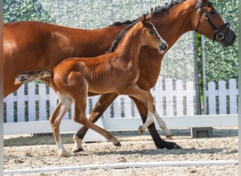Westphalien, Jument, Poulain (05/2025), Bai