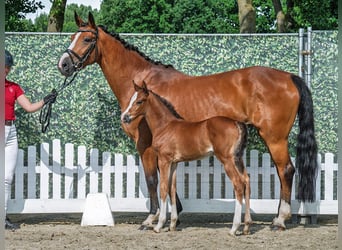 Westphalien, Jument, Poulain (05/2025), Bai