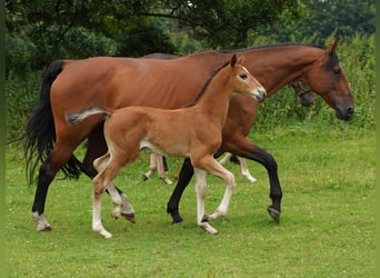 Westphalien, Jument, Poulain (06/2024), Bai clair