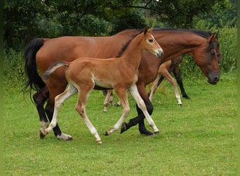 Westphalien, Jument, Poulain (06/2024), Bai clair