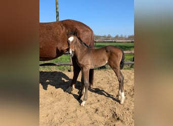 Westphalien, Jument, Poulain (03/2025), Bai