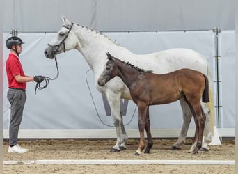 Westphalien, Jument, Poulain (04/2024), Gris