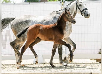 Westphalien, Jument, Poulain (05/2024), Gris