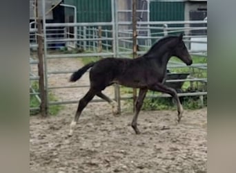 Westphalien, Jument, Poulain (03/2026), Noir