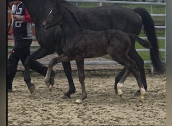 Westphalien, Jument, Poulain (03/2026), Noir