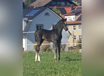 Westphalien, Jument, Poulain (03/2026), Noir