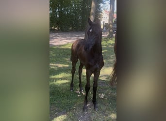 Westphalien, Jument, Poulain (05/2026), Noir