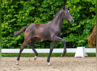 Westphalien, Jument, Poulain (02/2026), Noir